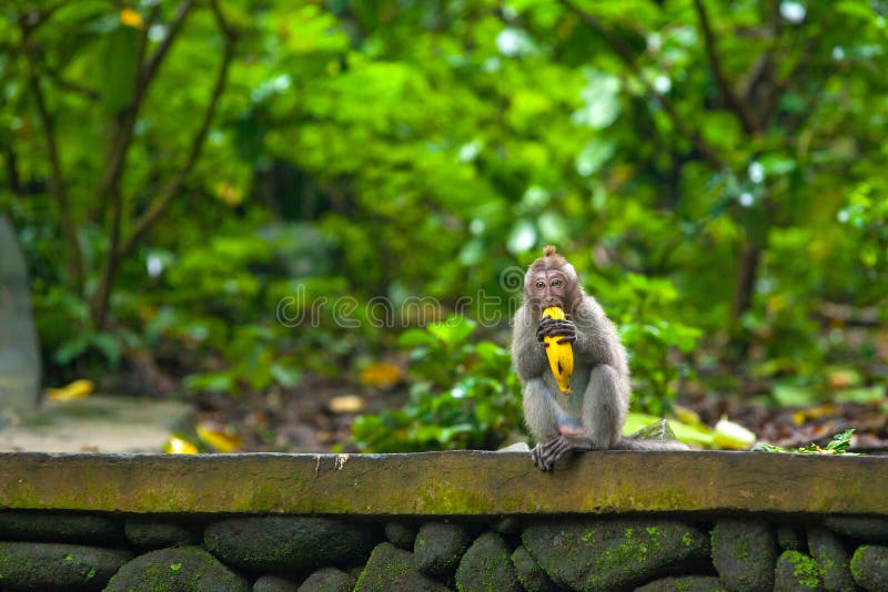 Nette Affen lebt im Ubud-Affe-Wald, Bali, Indonesien lizenzfreies stockfoto
