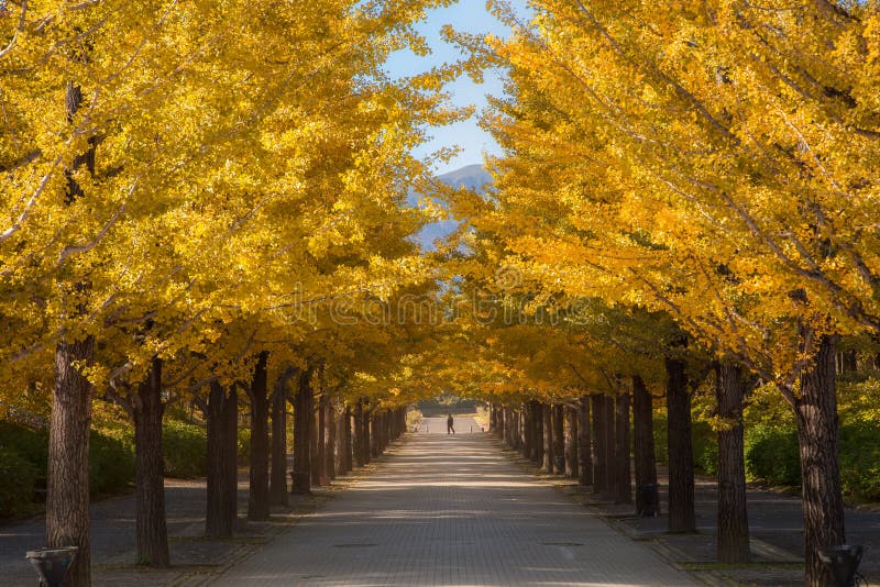 Nette Gelbe Farbe Mit Ginkgobaum Bei Japan Stockbild Bild von asien