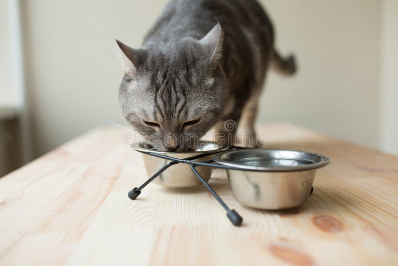 Nette graue Katze, die von einer Schüssel isst stockbild Nette graue Katze, die von einer Schüssel isst stockbild
