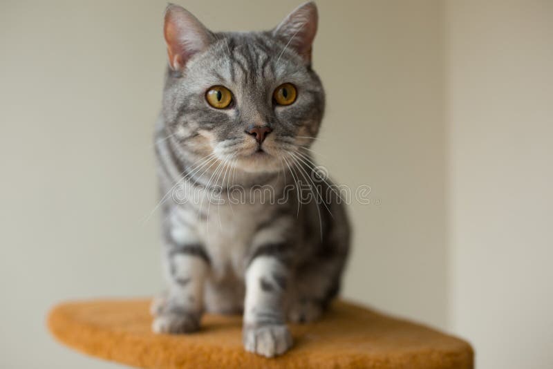 Nette graue schottische gerade Katze, die aufmerksam schaut stockbilder Nette graue schottische gerade Katze, die aufmerksam schaut stockbilder