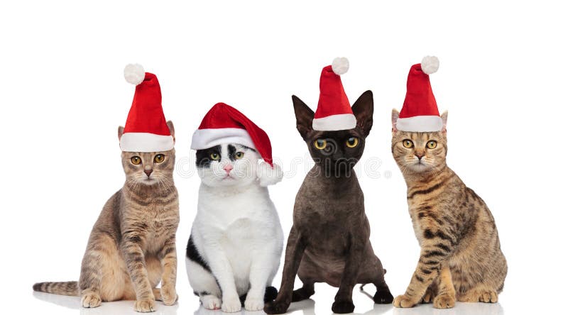 Nette Gruppe von vier Sankt-Katzen der unterschiedlichen Zucht lizenzfreie stockfotografie Nette Gruppe von vier Sankt-Katzen der unterschiedlichen Zucht lizenzfreie stockfotografie