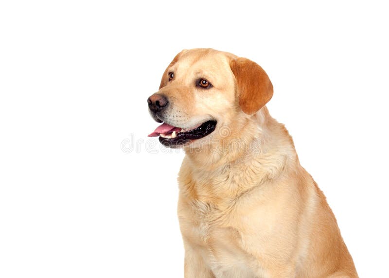 Ein Hund Von LabradorZucht Sitzend Mit Schwarzem Ledernem Kragen