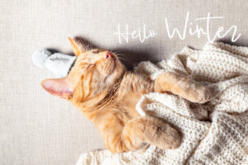 Nette Ingwerkatze in der Strickmütze unter der Obergrenze lizenzfreie stockfotos