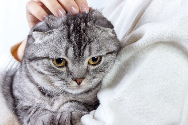 Nette Ingwerkatze schläft, wärmend im Strickpulli auf den Händen seines Inhabers Schottisches Kätzchen stockfotografie