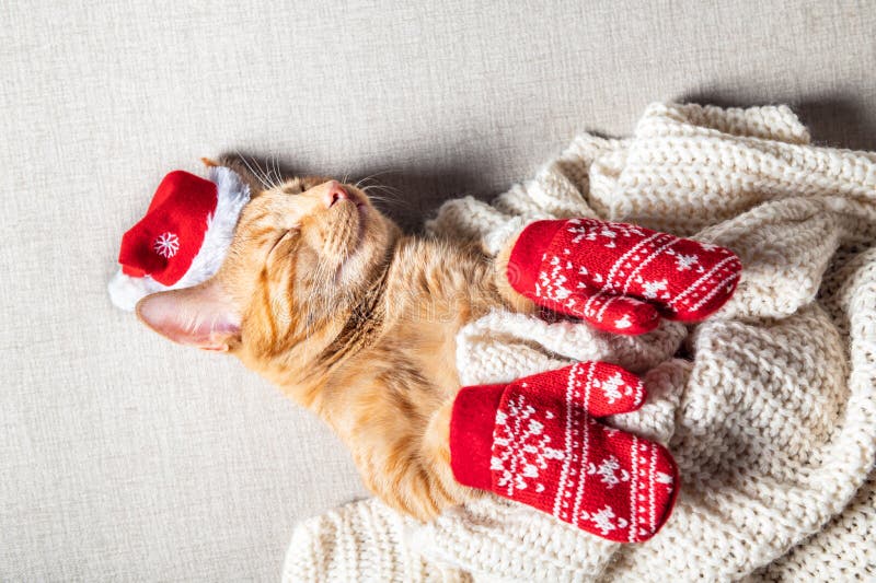 Nette Ingwerkatze in Weihnachtshut und -handschuhen stockfoto