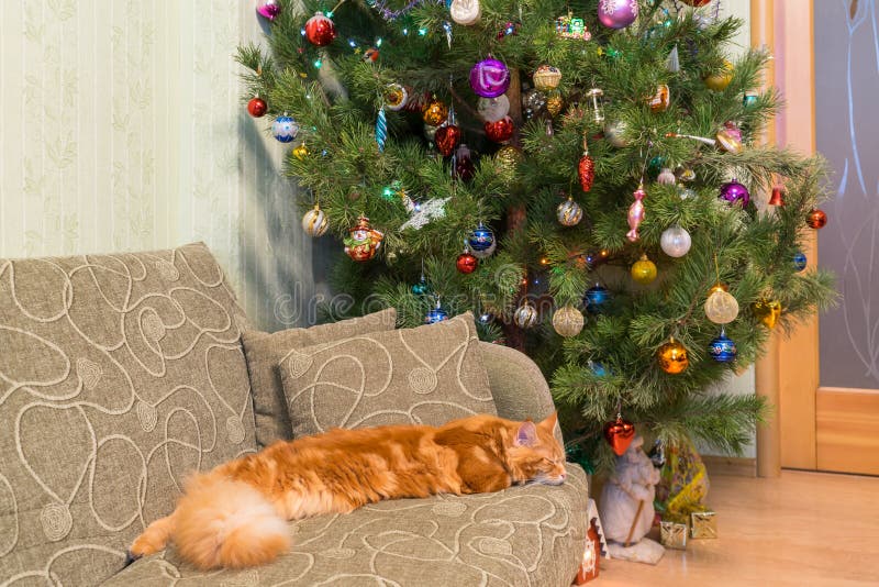 Nette junge rote Katze von Maine Coon-Zucht schlafend auf dem Sofa in t stockfotografie Nette junge rote Katze von Maine Coon-Zucht schlafend auf dem Sofa in t stockfotografie