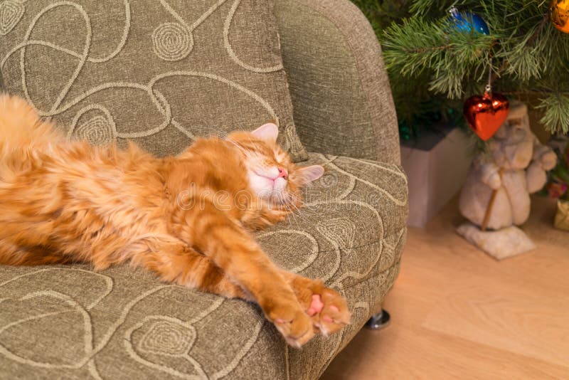 Nette junge rote Katze von Maine Coon-Zucht schlafend auf dem Sofa in t stockbilder Nette junge rote Katze von Maine Coon-Zucht schlafend auf dem Sofa in t stockbilder