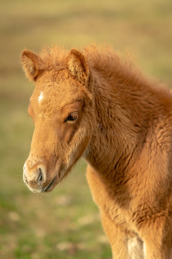 Nette Kastanie farbiges isländisches Pferdefohlen lizenzfreie stockfotos Nette Kastanie farbiges isländisches Pferdefohlen lizenzfreie stockfotos