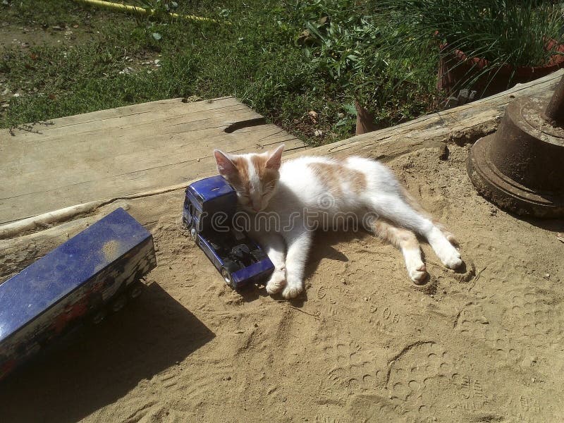 Nette Katze mit Spielzeug lizenzfreies stockbild Nette Katze mit Spielzeug lizenzfreies stockbild