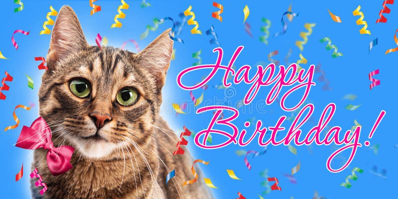 Katze geburtstagssprüche Karte Geburtstag
