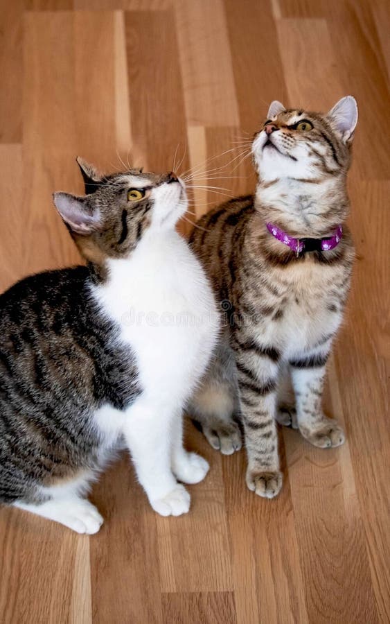 Nette Katzen schauen oben und sitzen auf dem Boden, eins von ihnen, wird gestreift, andere wird gestreift mit klarem weißem Kaste stockfotos Nette Katzen schauen oben und sitzen auf dem Boden, eins von ihnen, wird gestreift, andere wird gestreift mit klarem weißem Kaste stockfotos