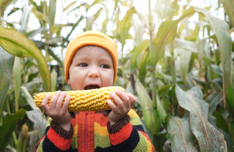Nette kleine Kinderjunge im bunten gestrickten frisch geernteten Maiskolben lustigen Verzehrs der Pullover auf Getreidefeld. glück stockbild