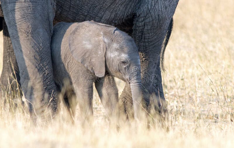 Nette kleine neugeborene afrikanische Elefantenkalbstellung nah an seiner Mutter für Schutz in Nationalpark Hwange, Simbabwe lizenzfreie stockfotos Nette kleine neugeborene afrikanische Elefantenkalbstellung nah an seiner Mutter für Schutz in Nationalpark Hwange, Simbabwe lizenzfreie stockfotos