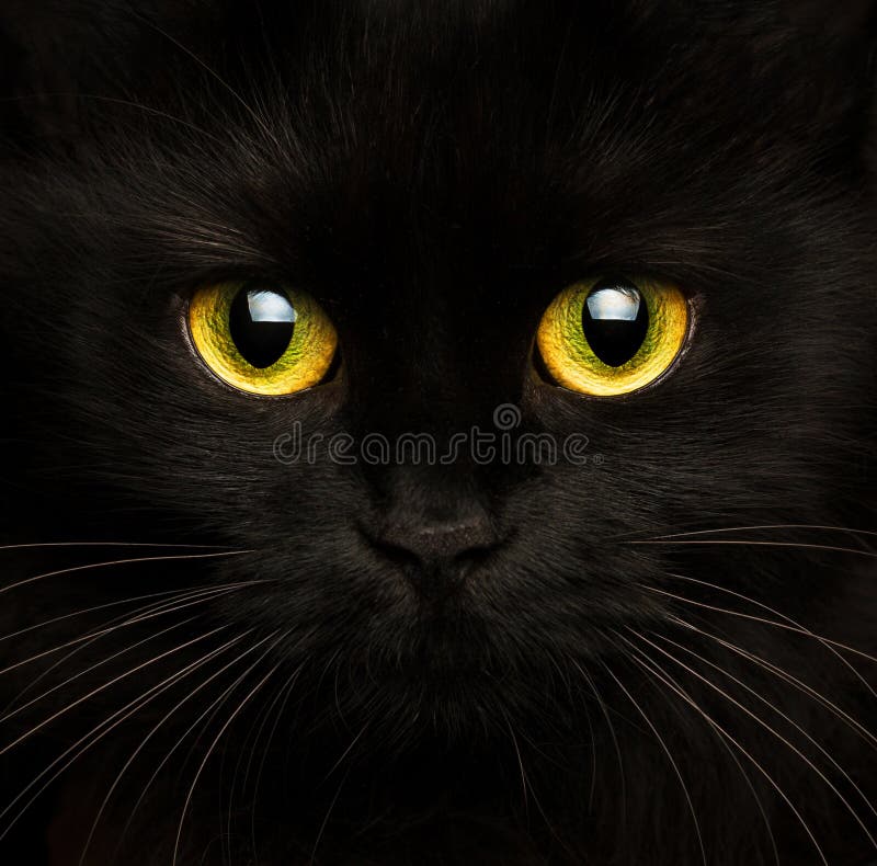 Nette Mündung eines Abschlusses der schwarzen Katze oben Nette Mündung eines Abschlusses der schwarzen Katze oben