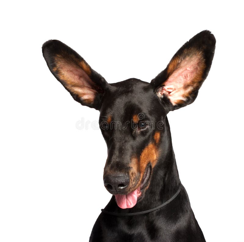 Nette Ohren Von Dobermann Hund Stockfoto Bild von schlagen, hund