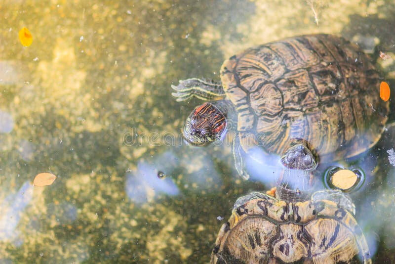 Nette redeared Schieberegler trachemys scripta elegans auch redeared Dosenschildkröte redeared redeared Schildkröte des Schiebers. Nette redeared Schieberegler trachemys scripta elegans auch redeared Dosenschildkröte redeared Schildkröten-Schieberschildkröte des Schiebers Schildkröte redeared und Wasserschieberschildkröte