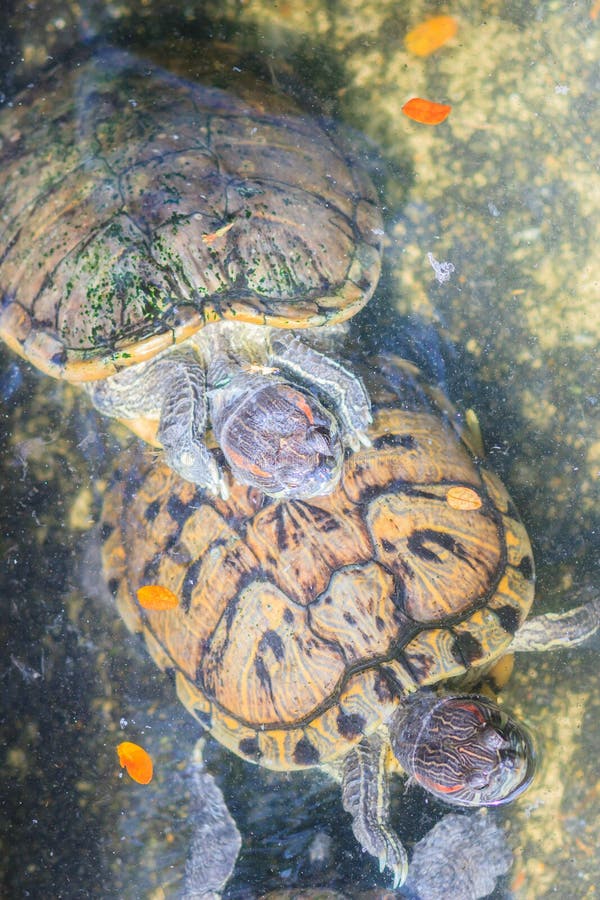 Nette redeared Schieberegler trachemys scripta elegans auch redeared Dosenschildkröte redeared redeared Schildkröte des Schiebers stockfoto