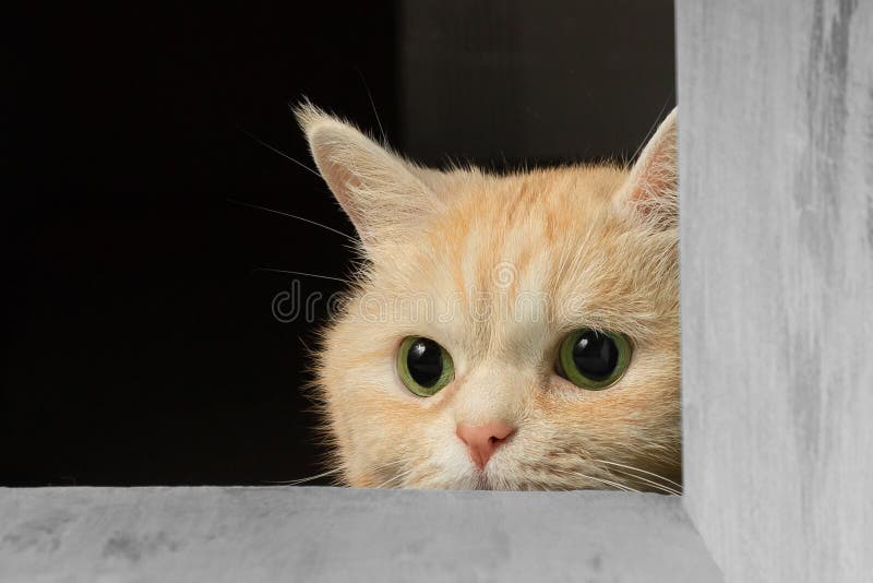 Nette Sahnekatze der getigerten Katze, die heraus von unterhalb der Tabelle jagt für ein Spielzeug späht lizenzfreie stockfotografie Nette Sahnekatze der getigerten Katze, die heraus von unterhalb der Tabelle jagt für ein Spielzeug späht lizenzfreie stockfotografie