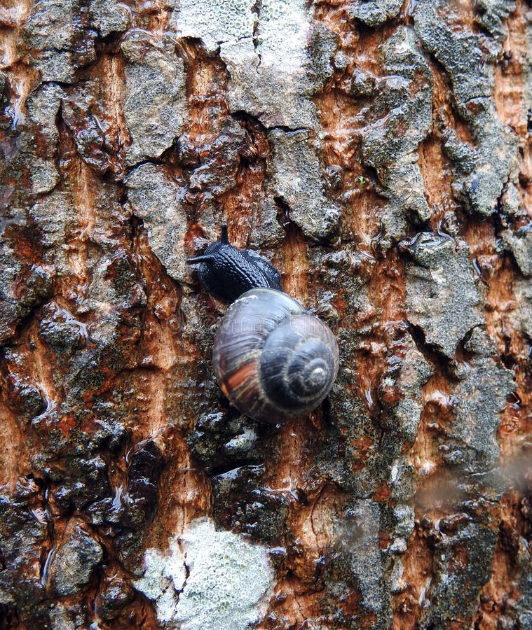Nette Schnecke auf Baumstamm, Litauen lizenzfreie stockbilder Nette Schnecke auf Baumstamm, Litauen lizenzfreie stockbilder