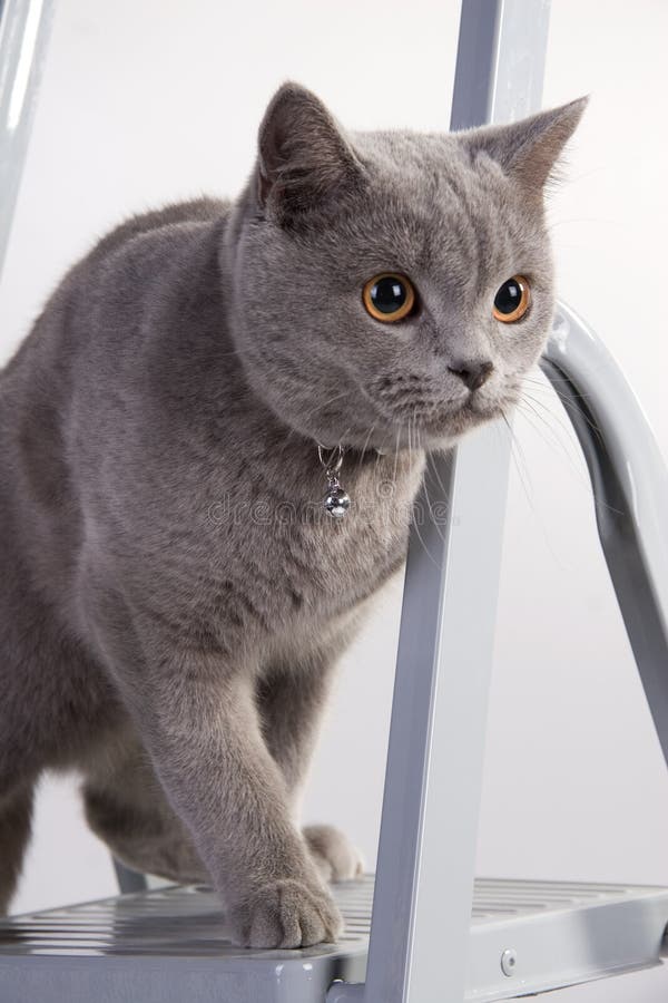 Nette schottische Katze stockfotos Nette schottische Katze stockfotos