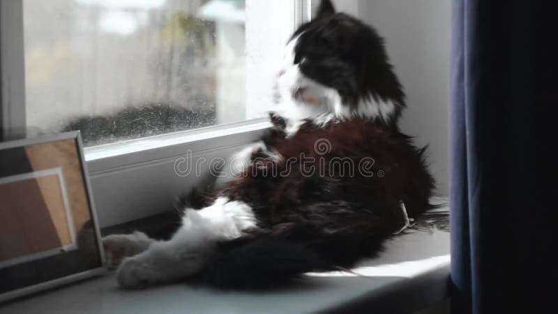 Nette schwarze, weiße Katze, die sein Tatzenendstück auf Fensterbrett im Raum leckt pelz Katze, die mit der Zunge und Fenster lie stock video