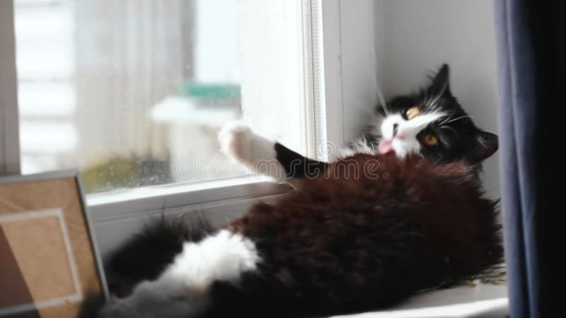 Nette schwarze, weiße Katze, die sein Tatzenendstück auf Fensterbrett im Raum leckt pelz Katze, die mit der Zunge und Fenster nac stock video footage