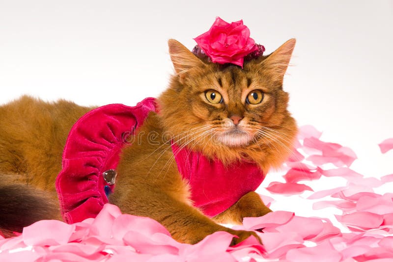 Nette somalische Katze, die rosafarbenes Kleid und rosafarbenen Hut trägt stockbilder