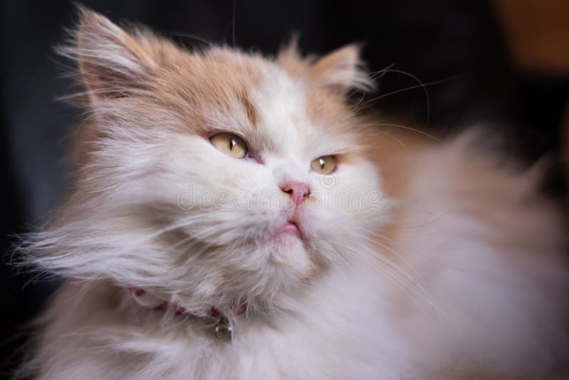 Nette Weiß und Ingwer Katze lizenzfreie stockfotos Nette Weiß und Ingwer Katze lizenzfreie stockfotos