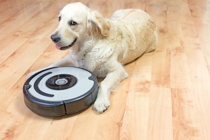 Cute Golden Retriever dog peeks at the camera lying next to the robotic vacuum cleaner on the floor. All potential trademarks and control buttons are removed. Cute Golden Retriever dog peeks at the camera lying next to the robotic vacuum cleaner on the floor. All potential trademarks and control buttons are removed.