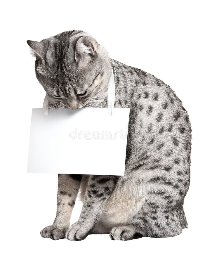 Nette ägyptische Mau Katze stockfoto Nette ägyptische Mau Katze stockfoto