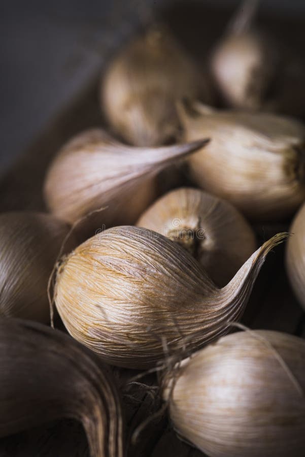 Iris Bulbs in a Flower Bed stock photo. Image of flower 67121832
