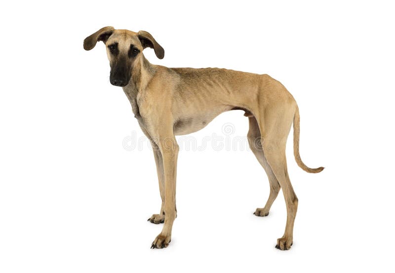 Arabischer Hund Stockfotos und Bilder Laden Sie 17 lizenzfreie Fotos