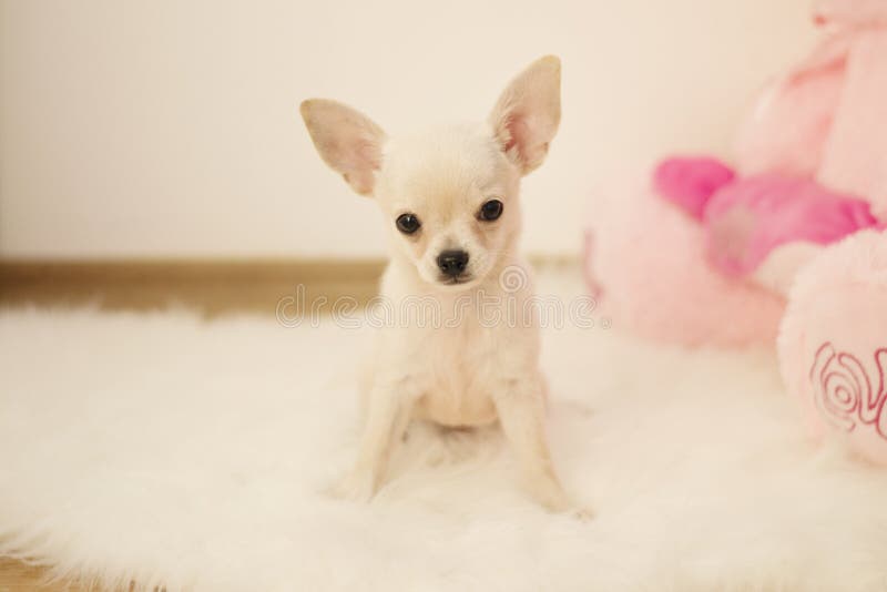 Netter Babychihuahuahund sitzt auf weißem Teppich im Raum zuhause süßes Haus lizenzfreies stockfoto Netter Babychihuahuahund sitzt auf weißem Teppich im Raum zuhause süßes Haus lizenzfreies stockfoto