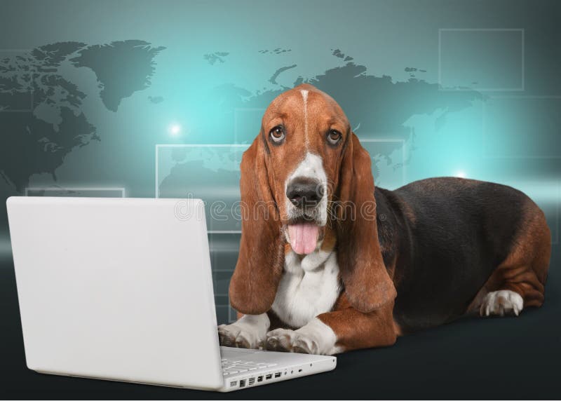 Netter Basset Hound-Hund mit Laptop lizenzfreie stockbilder Netter Basset Hound-Hund mit Laptop lizenzfreie stockbilder