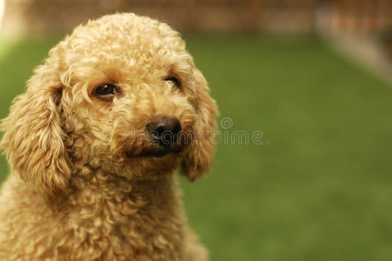 BrownPudel stockbild. Bild von hintergrund, frau, ugetier