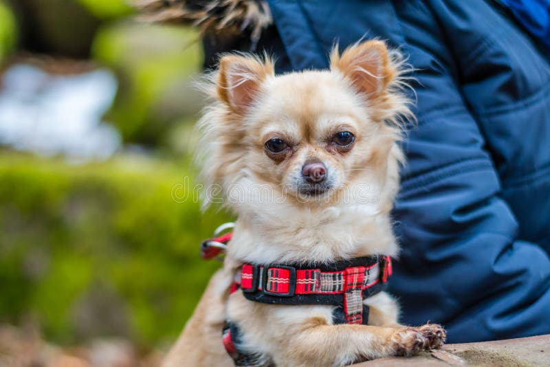 Netter Chihuahuahund, der am Tisch im Wald und in Wartefo sitzt stockbilder Netter Chihuahuahund, der am Tisch im Wald und in Wartefo sitzt stockbilder