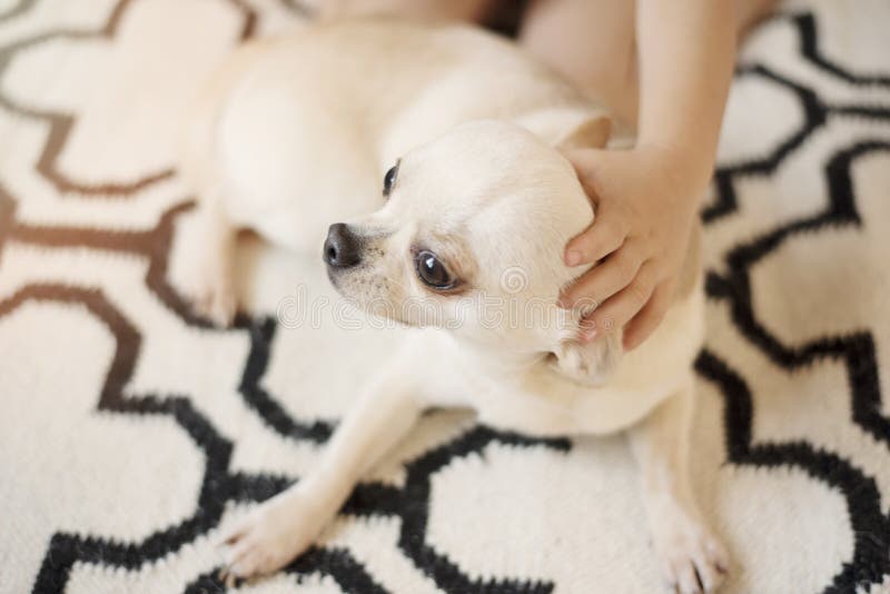 Netter Chihuahuahund sitzt auf skandinavischem Wolldeckenteppich auf dem Boden und einer Hand einer Umarmung des kleinen Mädchens stockfoto Netter Chihuahuahund sitzt auf skandinavischem Wolldeckenteppich auf dem Boden und einer Hand einer Umarmung des kleinen Mädchens stockfoto