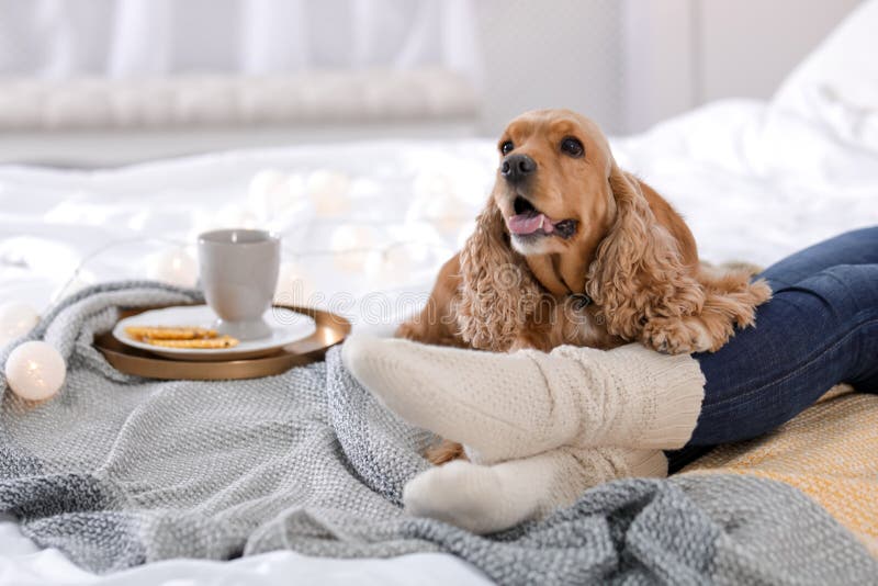Netter Cocker Spaniel-Hund mit der warmen Decke, die zu Hause nahe Eigentümer auf Bett liegt lizenzfreie stockbilder Netter Cocker Spaniel-Hund mit der warmen Decke, die zu Hause nahe Eigentümer auf Bett liegt lizenzfreie stockbilder