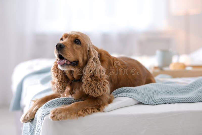 Netter Cocker Spaniel-Hund mit warmer Decke stockbild Netter Cocker Spaniel-Hund mit warmer Decke stockbild