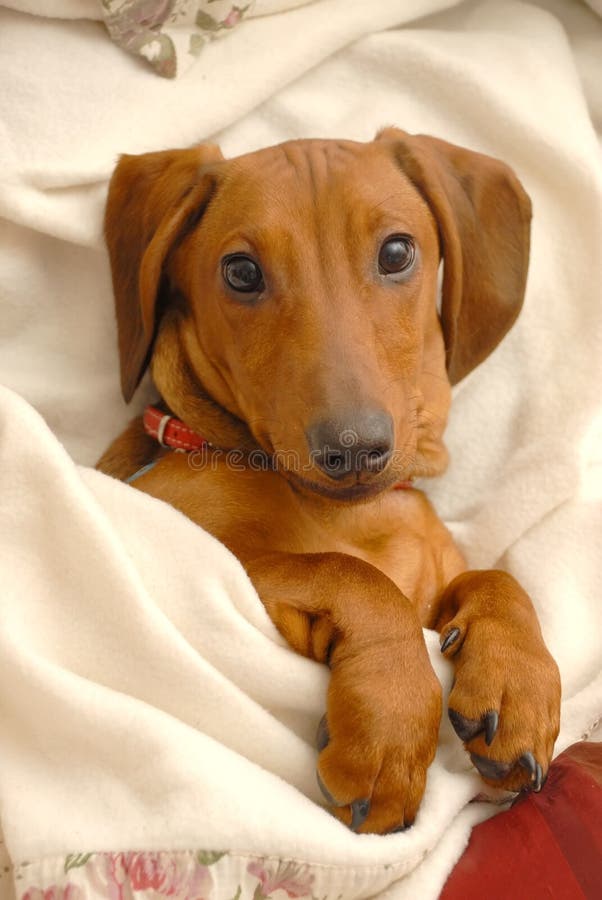 Netter Dachshund stockfotos Netter Dachshund stockfotos