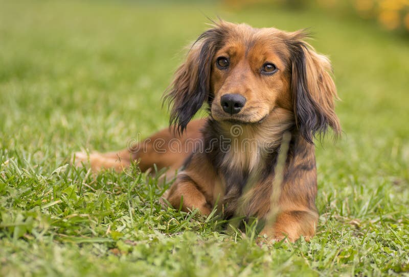 Netter Dachshundhund lizenzfreies stockfoto Netter Dachshundhund lizenzfreies stockfoto