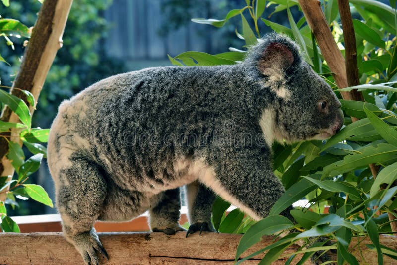Koala with joey xxl 3 -D Magnet: Koala mit Baby auf einem Ast 