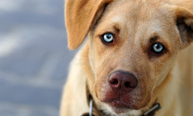 Netter Hund Netter Hund