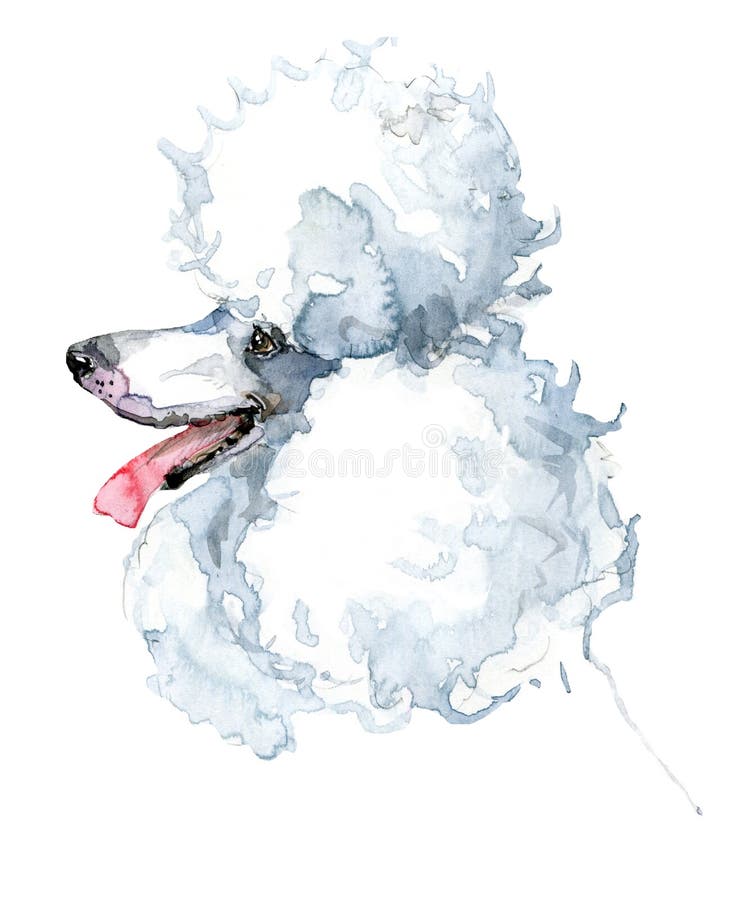 Netter Hund AquarellHund Pudelhunderasse Stock Abbildung
