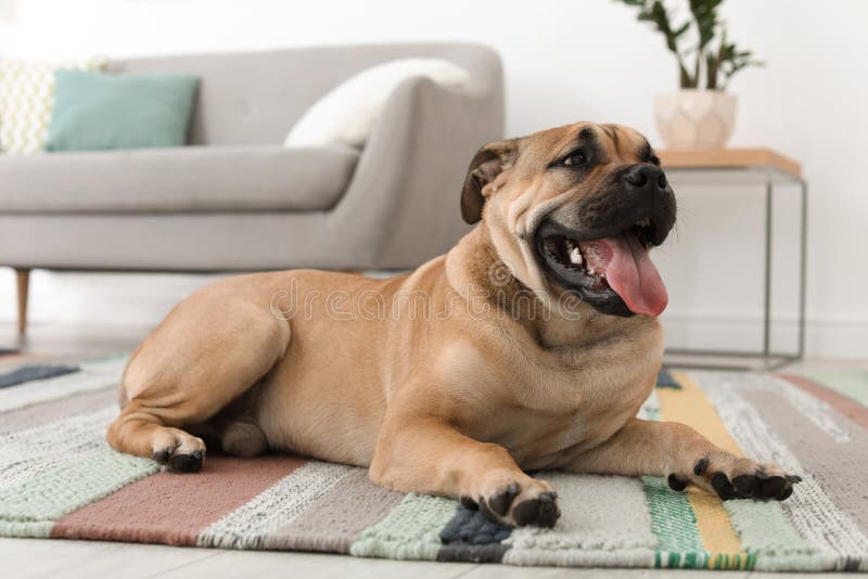 Netter Hund, der auf Teppich liegt stockbilder Netter Hund, der auf Teppich liegt stockbilder