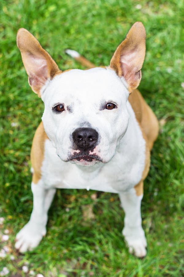 Ein Hund, Der Oben Sitzt Bild. Bild 4712303