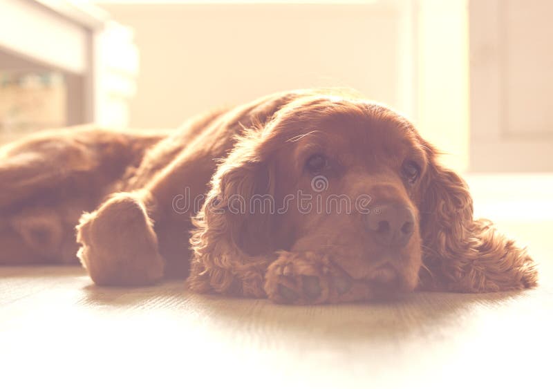 Netter Hund - Englisch Cocker spaniel, das auf dem sonnigen Teil des Bodens stillsteht stockbilder Netter Hund - Englisch Cocker spaniel, das auf dem sonnigen Teil des Bodens stillsteht stockbilder