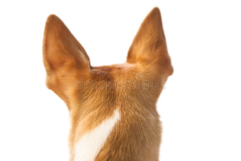 Netter Hund Mit Den Spitzen Ohren Stockbild Bild von leute, hund