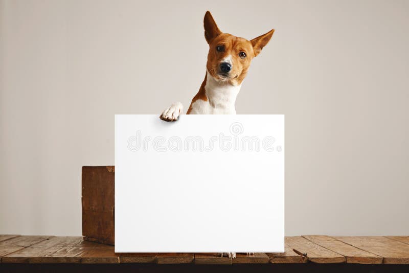 Hund Mit Einem Unbelegten Zeichen Stockbild Bild von ergeben