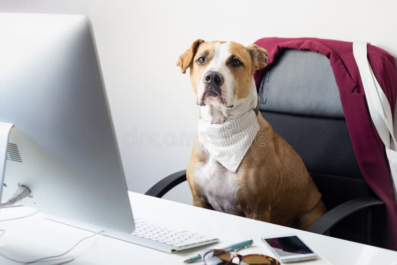 Netter Hund, Der An Dem Computer Arbeitet Stockfoto Bild von geschäft